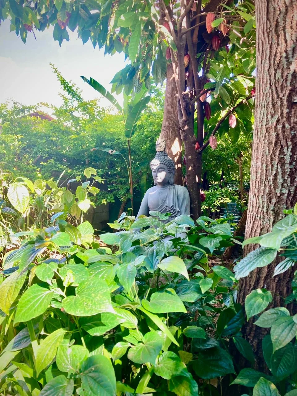 Le jardin du Centre Antara